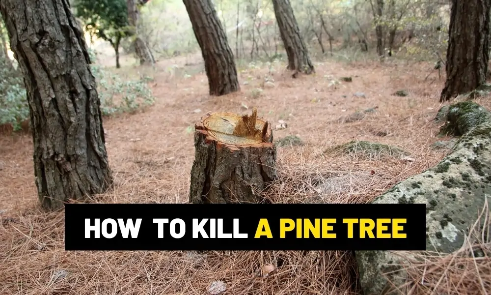 How to make copper wall art? How to kill a pine tree